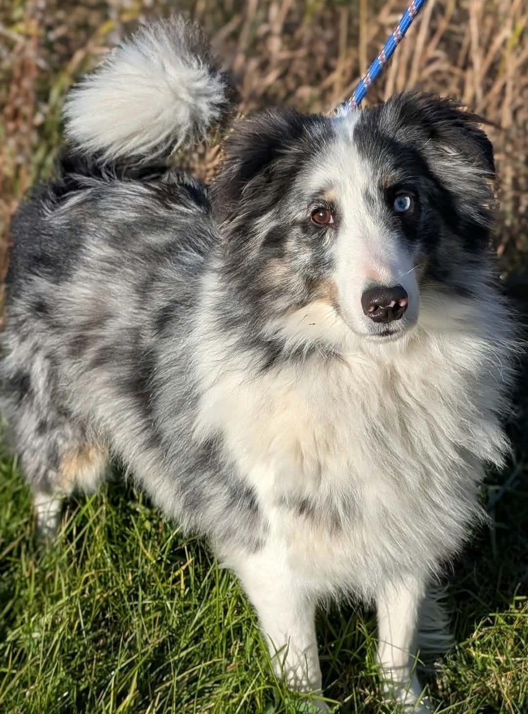 Floky